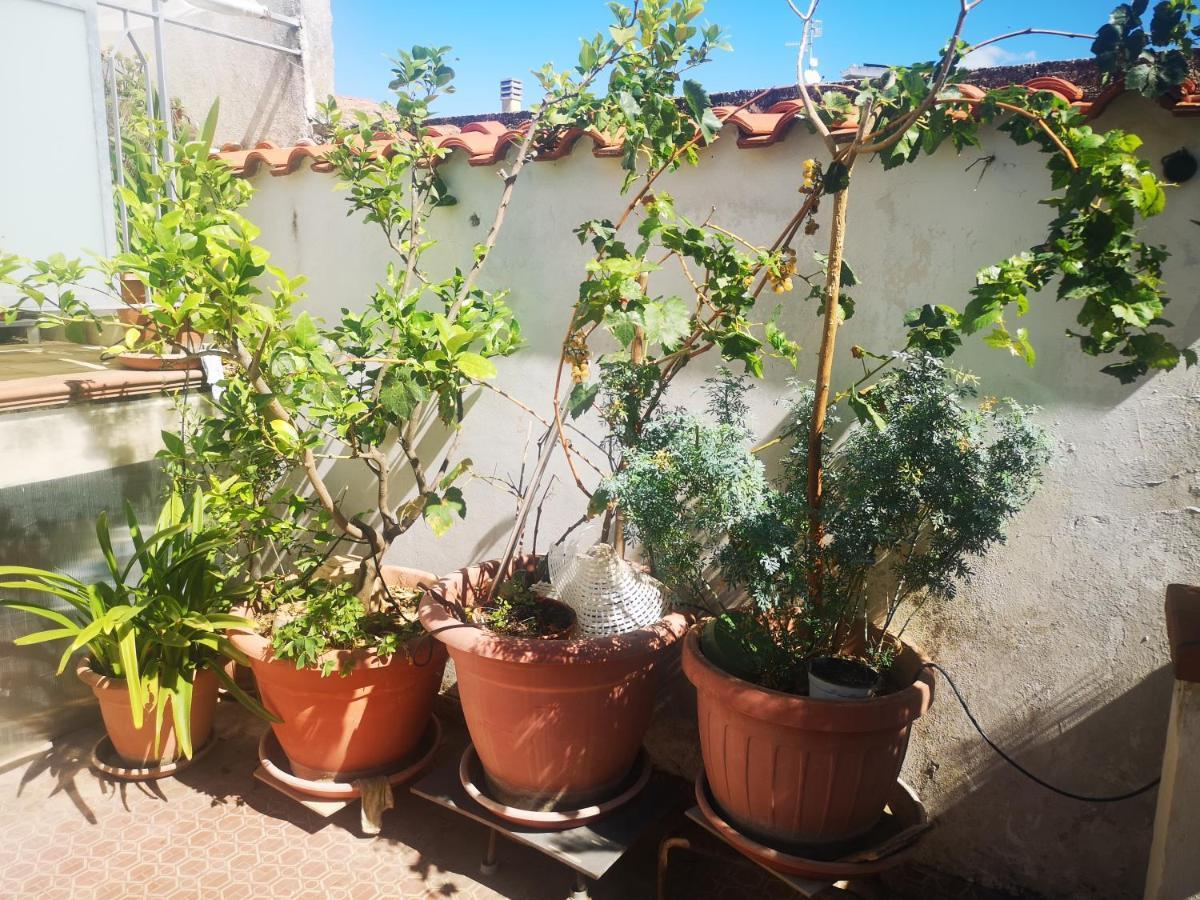 Casa Carmela Apartment Cellole Bagian luar foto